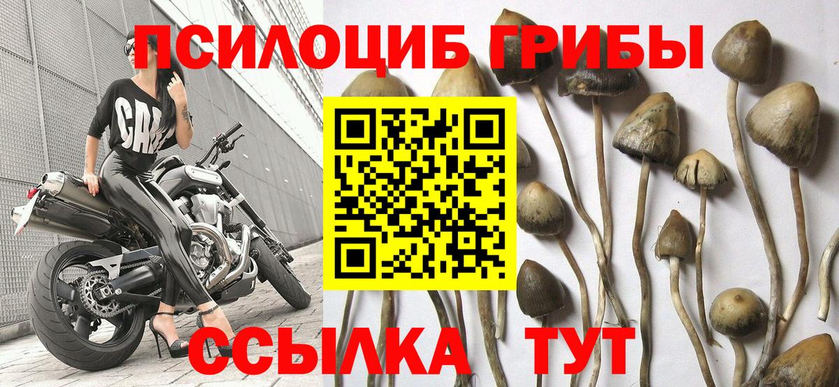 Кировск  Галлюциногенные грибы GOLDEN TEACHER  Вход с VPN 